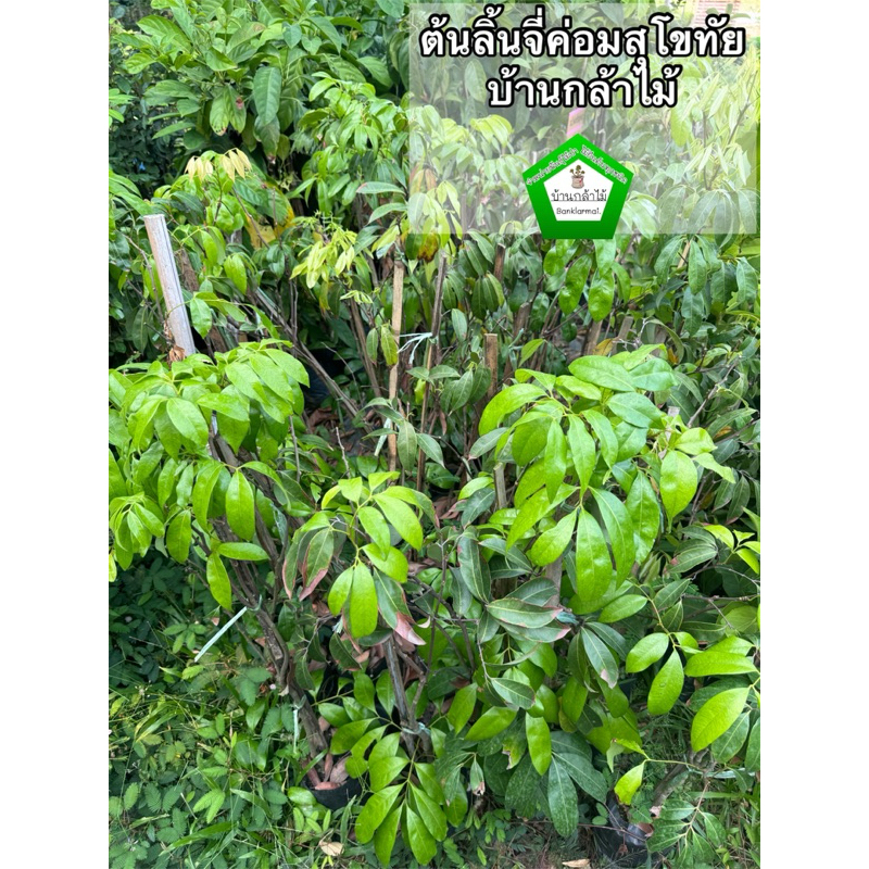 ต้นลิ้นจี่นครพนมแท้ นพ.1   🎉ต้นแข็งแรง 🌿 สินค้าเสียหาย แจ้งทางร้านได้เลยจ้า
