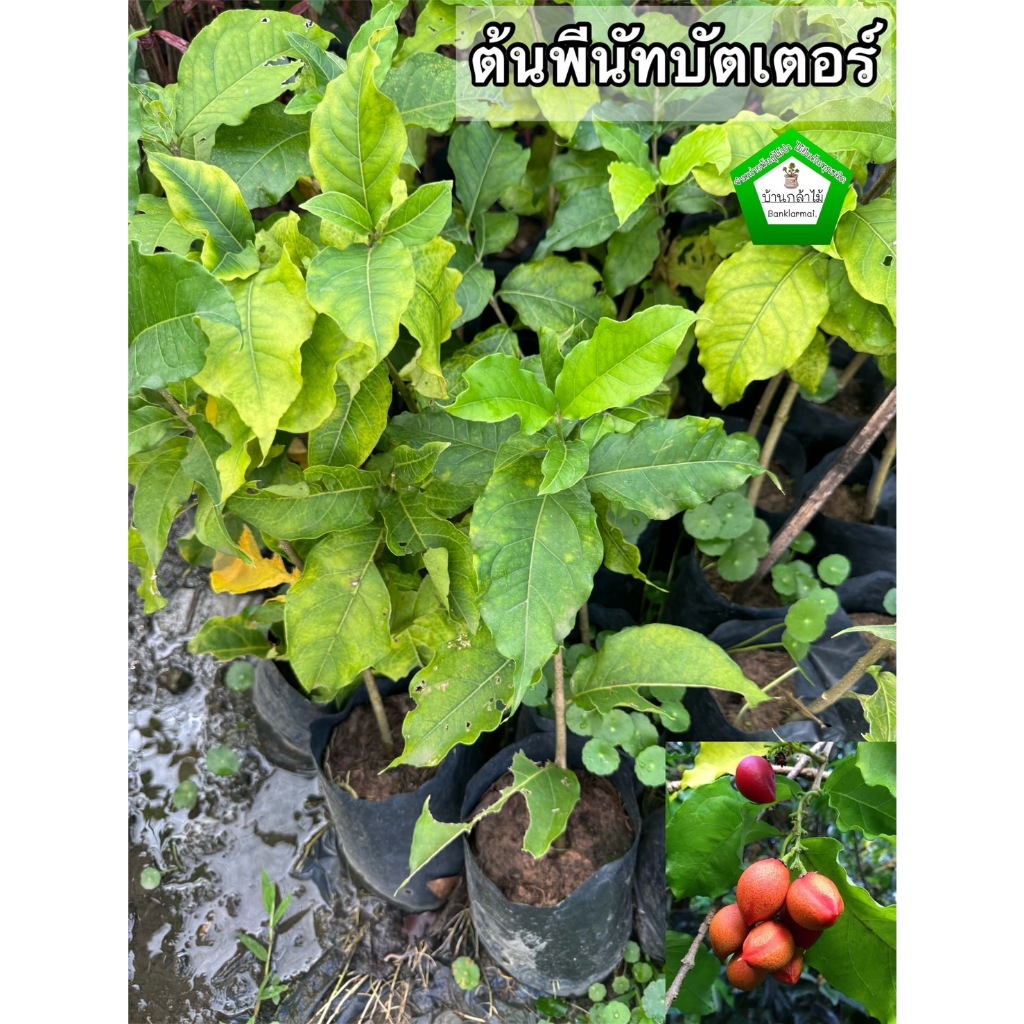 ต้นพีนัทบัตเตอร์ 🎉ต้นแข็งแรง 🌿 สินค้าเสียหาย แจ้งทางร้านได้เลยจ้า