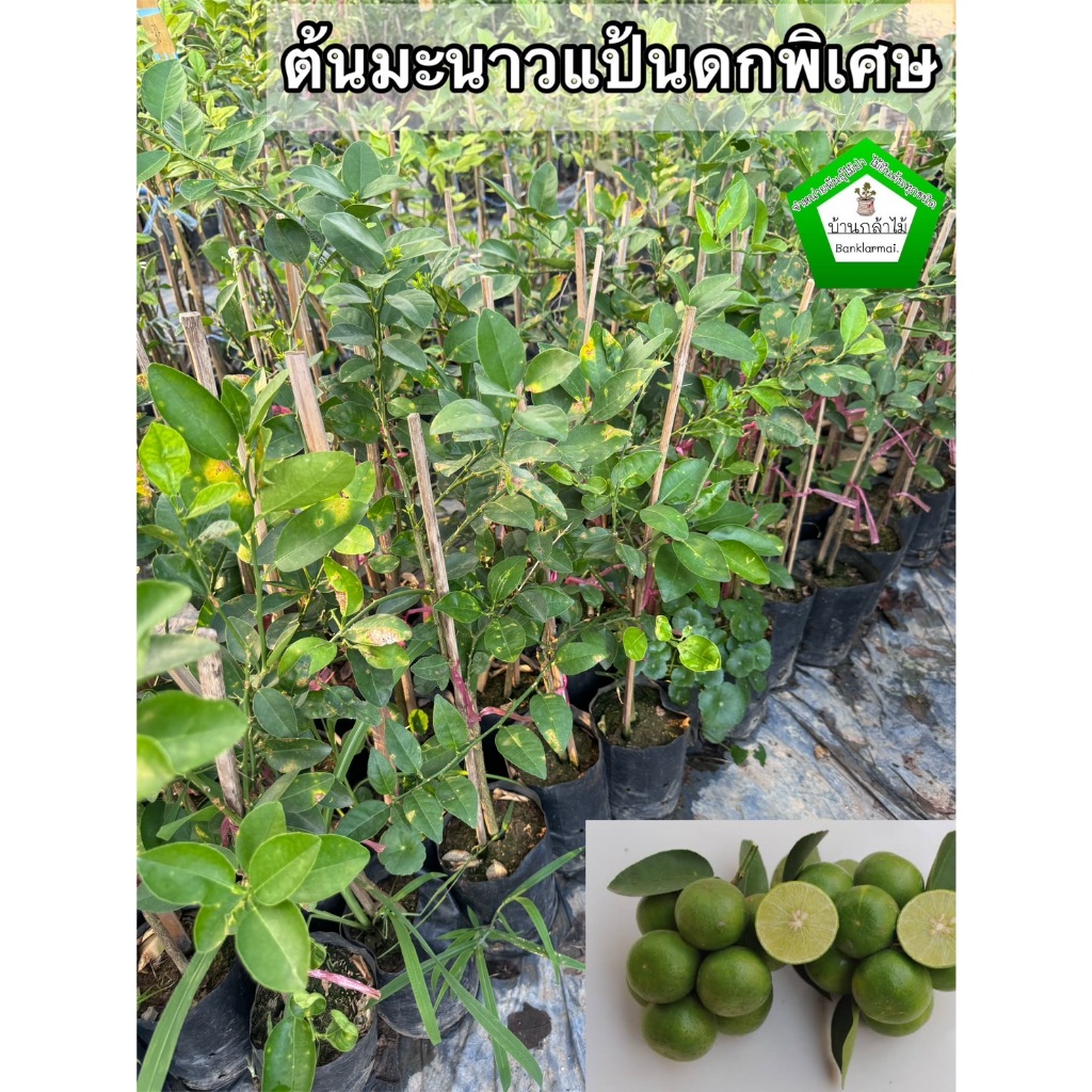 ต้นมะนาวแป้นดกพิเศษ 🎉ต้นแข็งแรง 🌿 สินค้าเสียหาย แจ้งทางร้านได้เลยจ้า