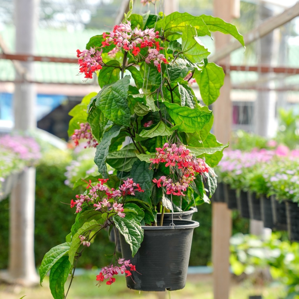 Treeno.9 T476 พวงนาค (Java Glory Bean) กระถางแขวน 8 นิ้ว สูง 70-80 ซม. ต้นไม้มงคล ดอกห้อยประดับ ดอกเยอะ ออกดอกตลอดทั้งปี
