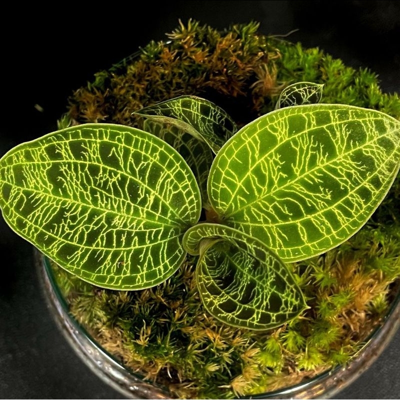 Macodes​ petola​ ไซส์เล็ก jewel​ orchid​ มาโกเดส​ แสงเหนื่อยามค่ำคืน​ macodes​ jewelorchid​ กล้วยไม้ดิน terrarium​