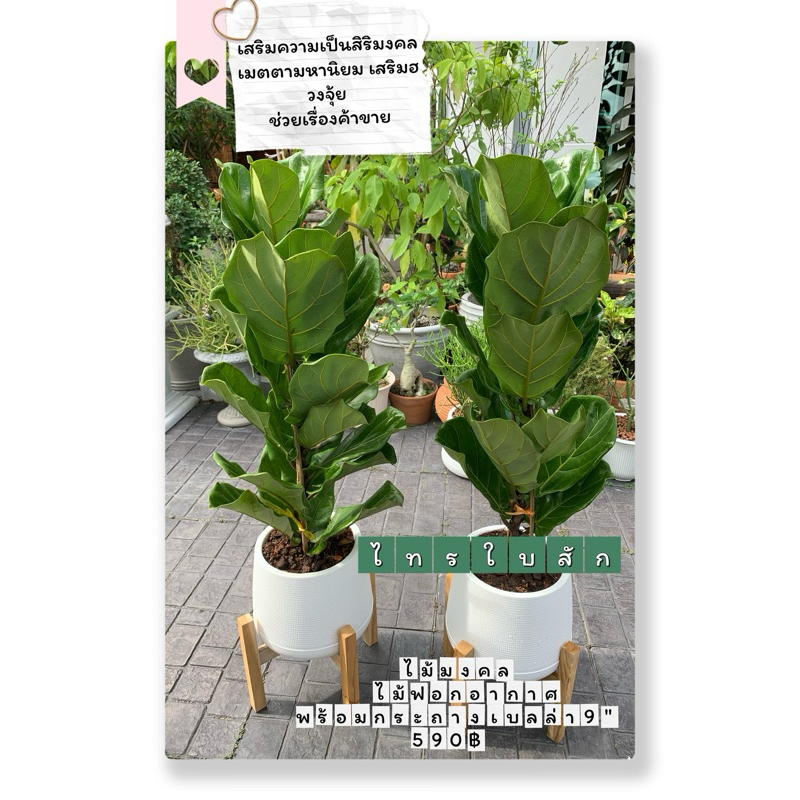 ไทรใบสักพร้อมกระถางเบลล่า9“+ขาตั้ง