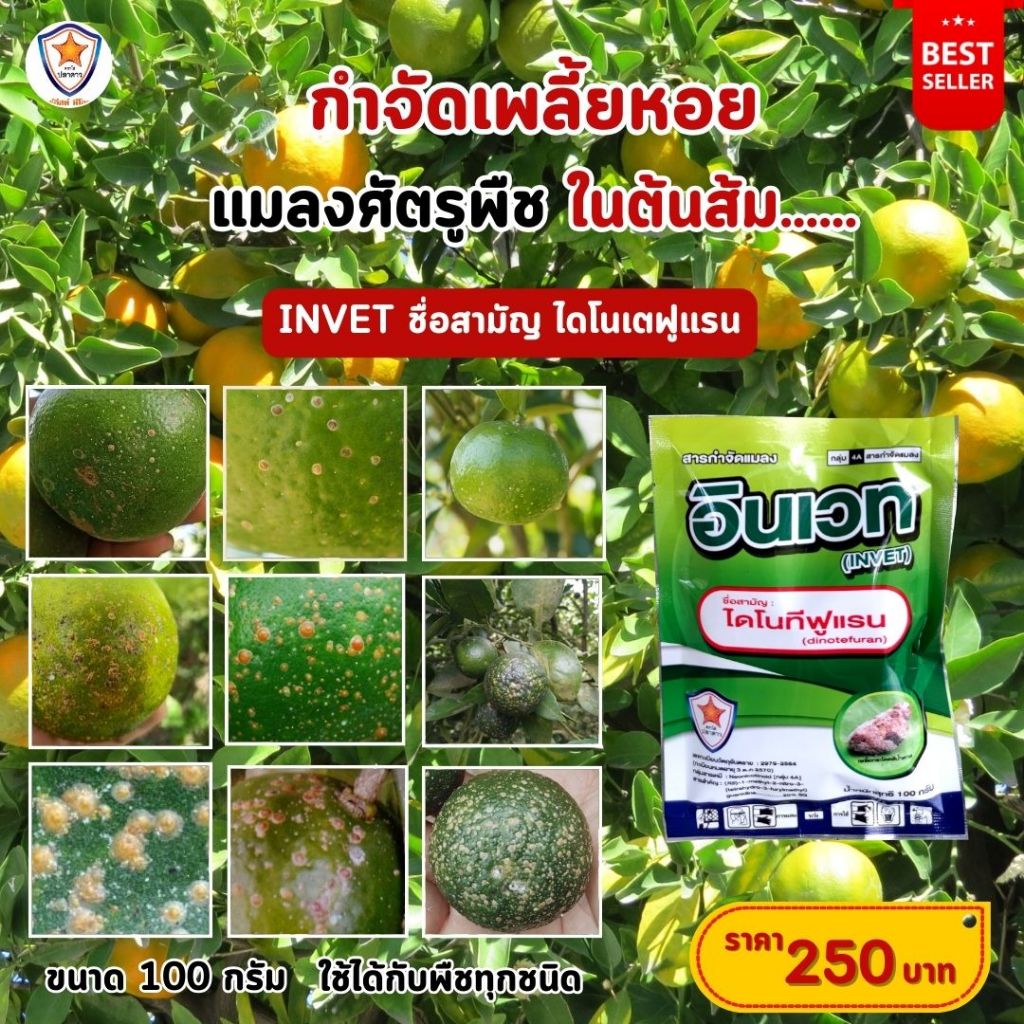 ฉีดพ่นป้องกันและกำจัด เพลี้ยหอย ศัตรูพืชสำหรับต้นส้ม ด้วย INVET ไดโนเตฟูราน และ เร่งฟื้นฟูด้วย ปุ๋ยสตาร์เฟอร์ 30-20-5