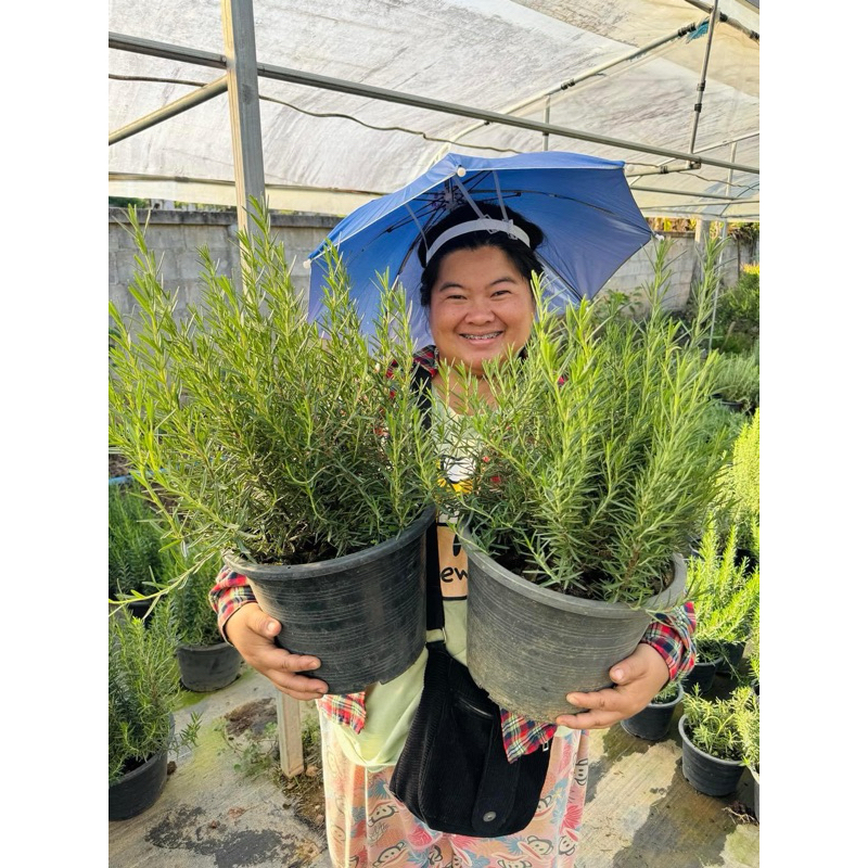 ต้นโรสแมรี่ Rosemary ขนาด กระถาง10นิ้ว🪴🪴