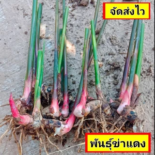 ข่า ข่าแดงมีหน่อ ข่าแกง พันธุ์ข่าแดง ศรีสะเกษ หัวละ 9 บาท