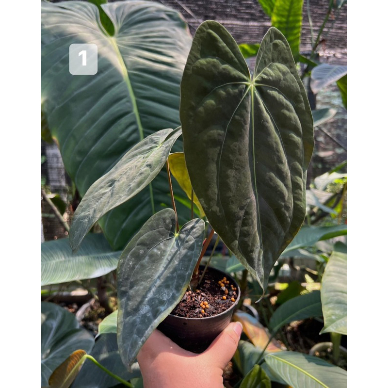 Anthurium  papillilaminum guna yala (rare) สวย ทักมาเลือกต้นก่อนสั่งซื้อ