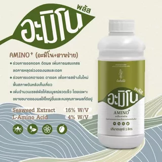 อะมิโนพลัส (อะมิโน+สาหร่าย) สูตรเข้มข้น เร่งการเติบโต เพิ่มผลผลิต