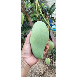 มะม่วงน้ำดอกไม้ดิบเปรี้ยว ลูกใหญ่สวย ปลูกเองออแกนิคแท้100%1ก…