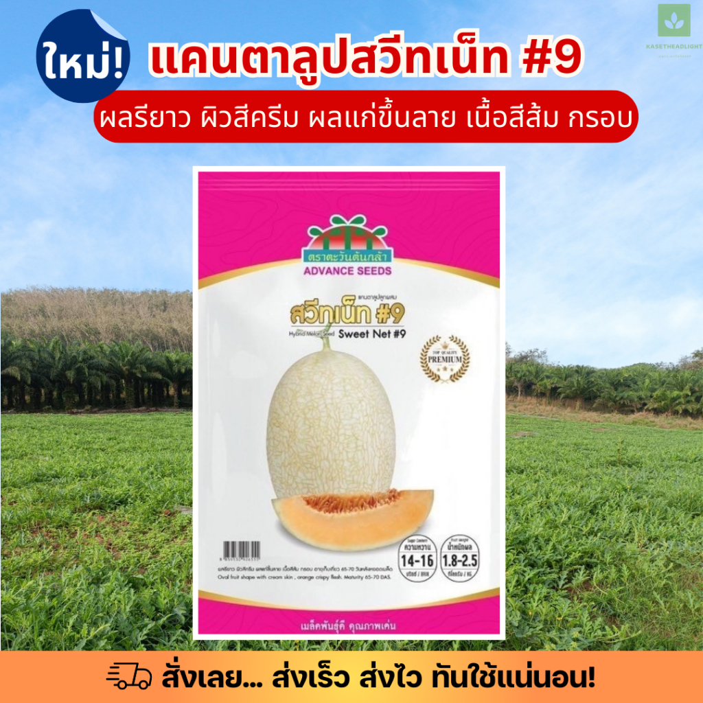 ซองพรีเมี่ยม แคนตาลูป Sweetnet 9 สวีทเน็ท #9 120เมล็ด เมล็ดพันธุ์แคนตาลูป ตะวันต้นกล้า