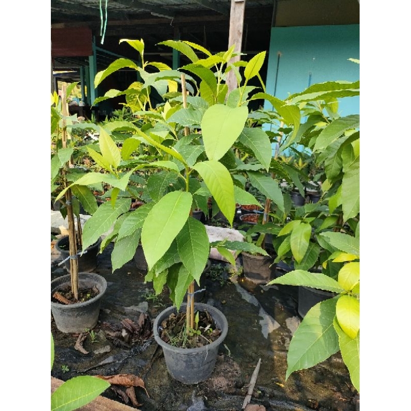 ต้นจำปี กิ่งชำ ส่งพร้อมกระถาง 11นิ้ว ต้นสวยแข็งแรงพร้อมปลูก