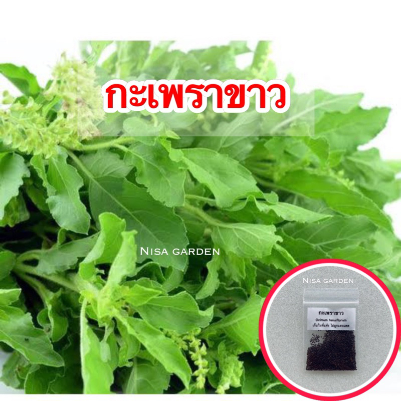 Nisa Garden เมล็ดพันธุ์ กะเพราขาว งอกง่าย โตเร็ว 🔥(ซื้อ 5 ฟรี 1 )🔥