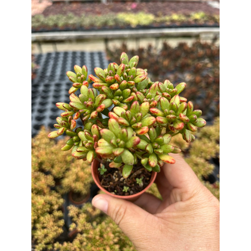 Aeonium   sedifolium