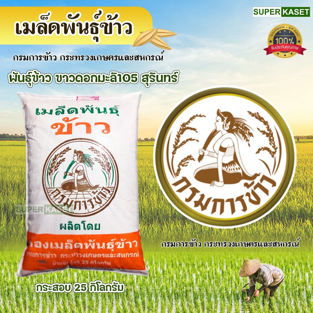 เมล็ดพันธุ์ข้าวมะลิ 105 ตรากรมการข้าว พันธุ์ข้าวหอมมะลิ 105 ข้าวปลูก บรรจุ 25 กก.