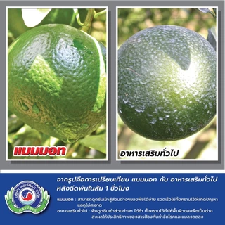 [ส่งฟรี] แมมมอท ยกลัง 16 ขวด อาหารเสริม อาหารรอง เทพวัฒนา ยกลัง ขวดลิตร