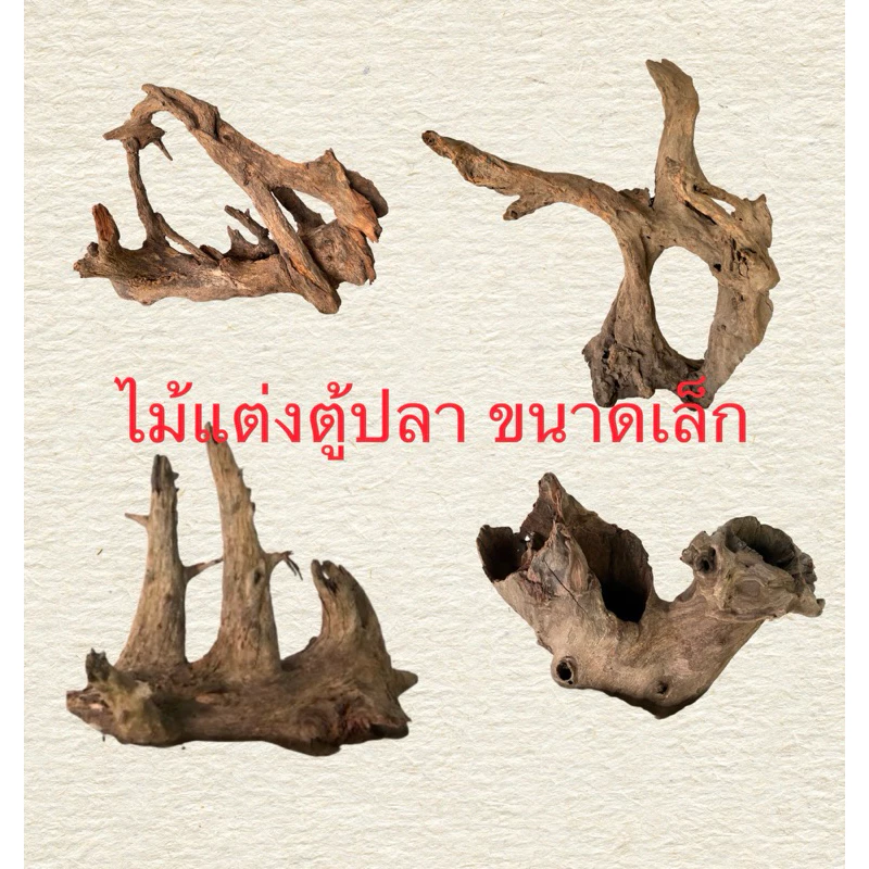ไม้แต่งตู้ปลาขนาดเล็ก ตอไม้ ขอนไม้ จัดสวนถาด รากไม้ driftwood diy