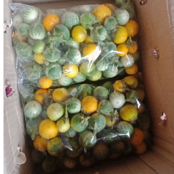 มะเขือแจ้หรือมะเขือขึ่นกิโลละ70 บาท