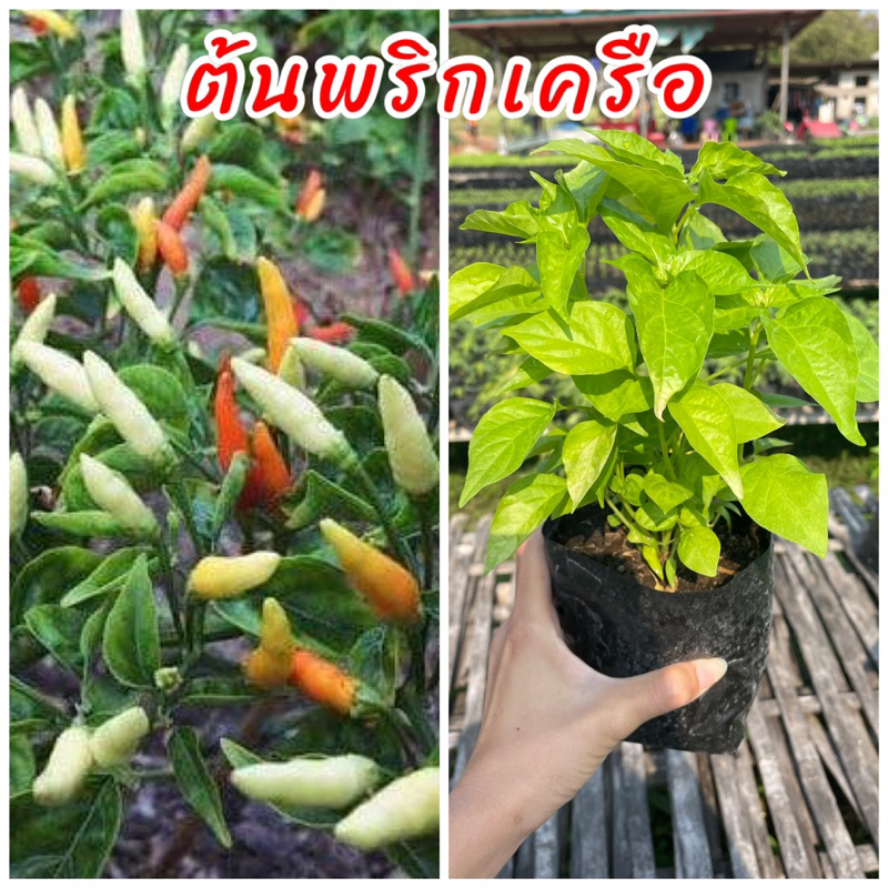 ต้นพริกเครือ พันธุ์พื้นบ้าน พริกโบราณ พร้อมปลูกรากเดินทุกต้น
