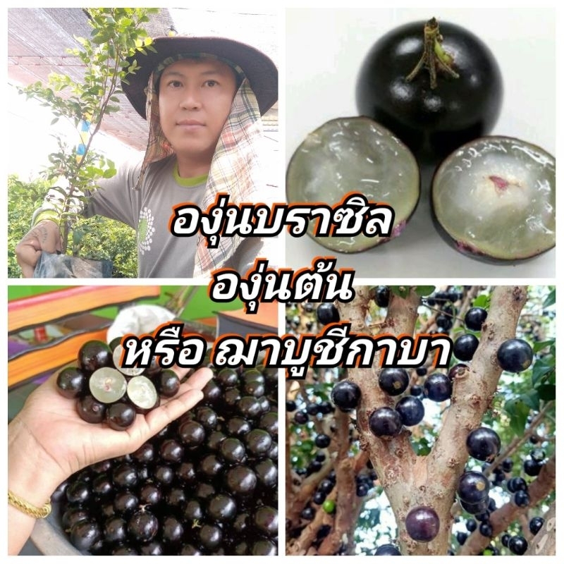 องุ่นบลาซิล องุ่นต้น หรือฌาบูชีกาบา หวานอมเปรี้ยว ต้นพันธุ์สูง 50-60 ซม.แข็งแรงพร้อมปลูก รับประกันสายพันธุ์แท้ 100 %