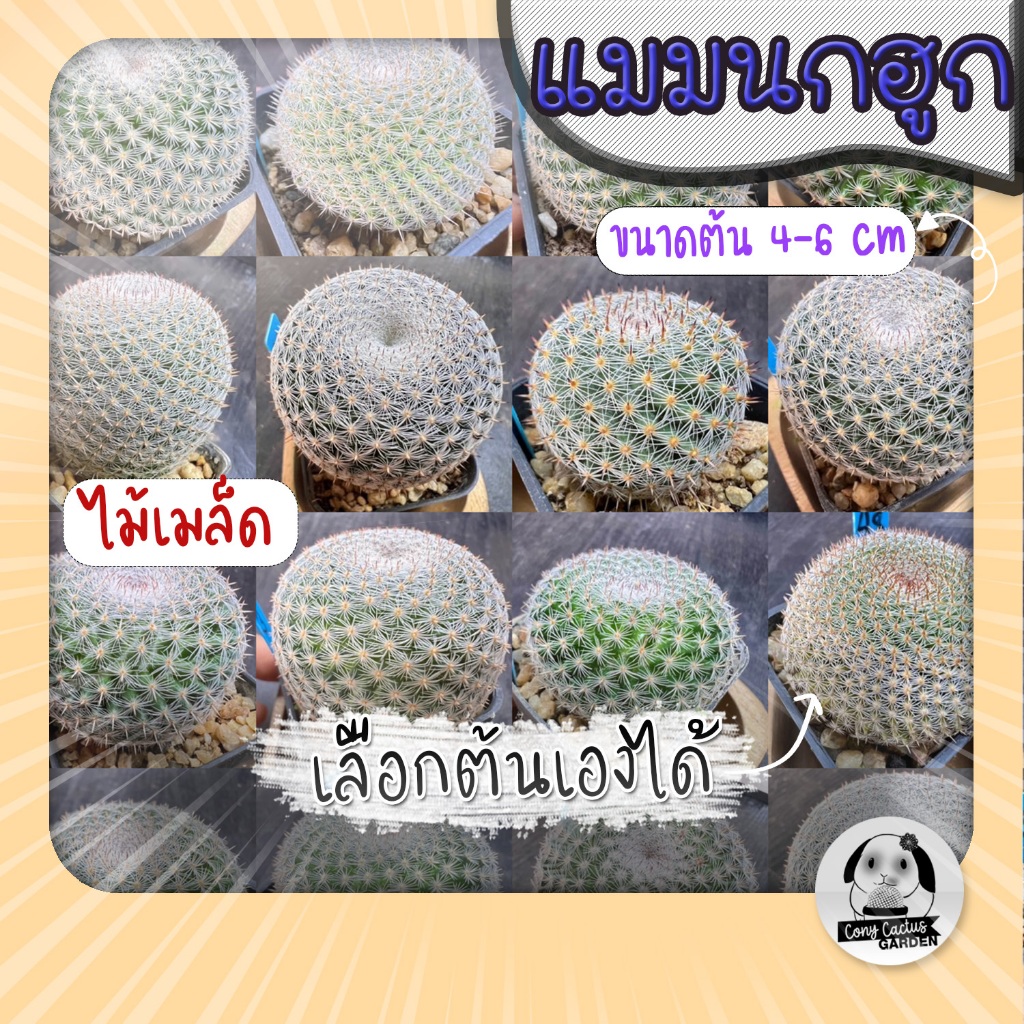 ต้นแมมนกฮูก ((( เลือกต้นได้ ))) SET SHA (Mammillaria Perbella) ไม้เพาะเมล็ด - ต้นกระบองเพชร ราคาถูก ต้นแคคตัส