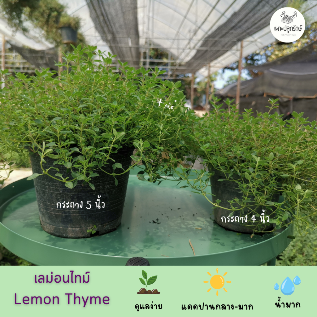 ต้นเลม่อนไทม์ Lemon Thyme   #สมุนไพรฝรั่ง #กลิ่นหอม