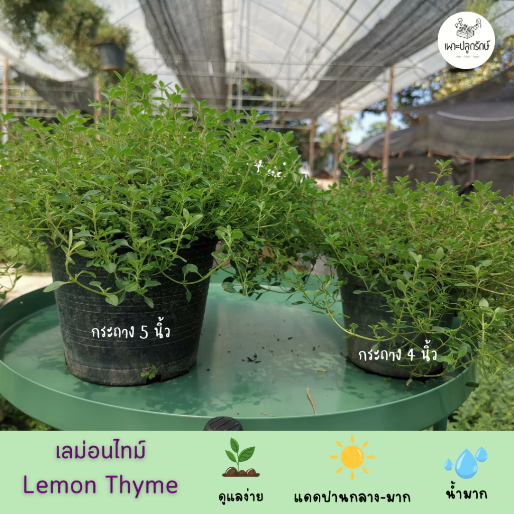 ต้นเลม่อนไทม์ Lemon Thyme #สมุนไพรฝรั่ง #กลิ่นหอม