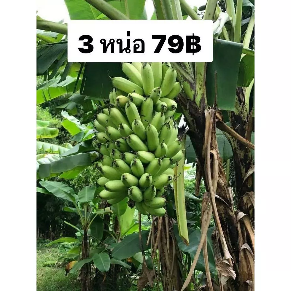 กล้วยไข่พันธุ์กำแพงเพชรแท้100% ชุดละ3หน่อเพียง79บาท หน่อสมบูรณ์ ขุดสด จัดส่งทุกวัน