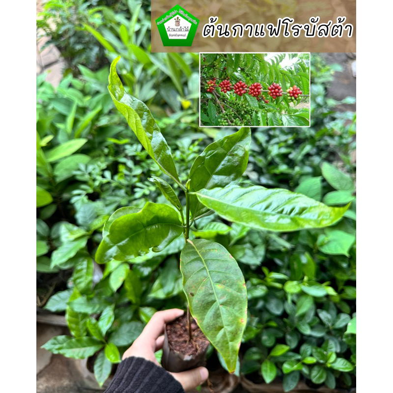 ต้นกาแฟโรบัสต้า ☕️🎉ต้นแข็งแรง 🌿 สินค้าเสียหาย แจ้งทางร้านได้เลยจ้า