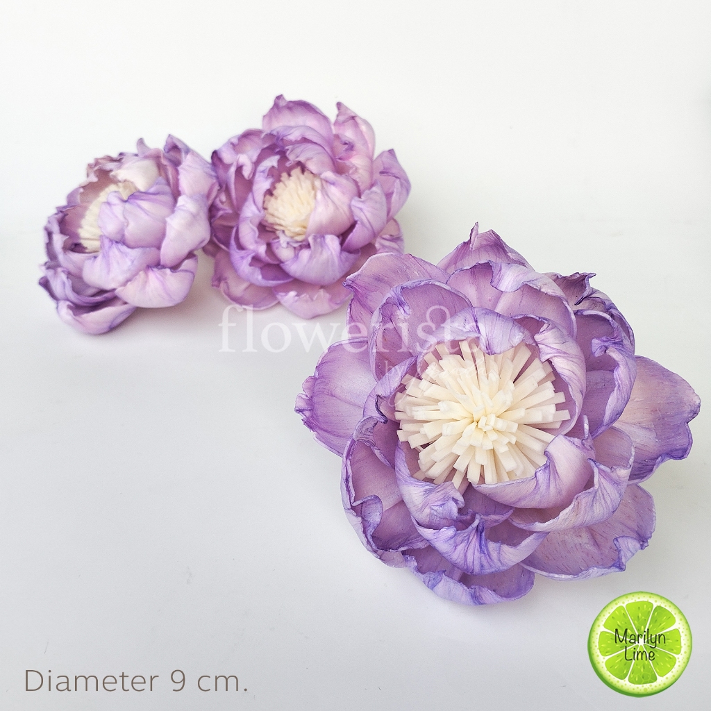 ดอกไม้แห้งย้อมสี โสนย้อมสี ดอกไม้ดูดน้ำหอม [size 8 cm.] เป็น Diffusser ก็ได้ แต่งบ้านก็เกร๋ พร้อมส่ง