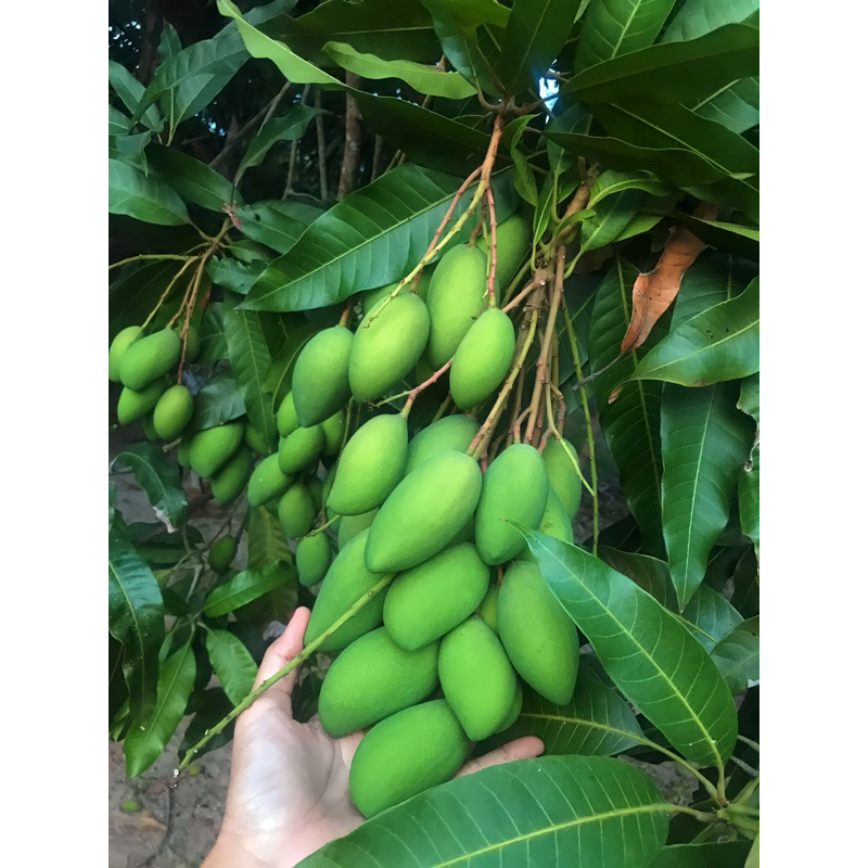 มะม่วงพิมเสนเบา สงขลา