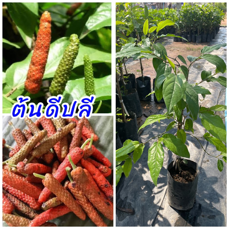 ต้นดีปลี กิ่งชำ ต้นพร้อมปลูกพร้อมออกผล ผลมีรสเผ็ดหอมใช้แทนพริกตำส้มตำได้อร่อยมาก