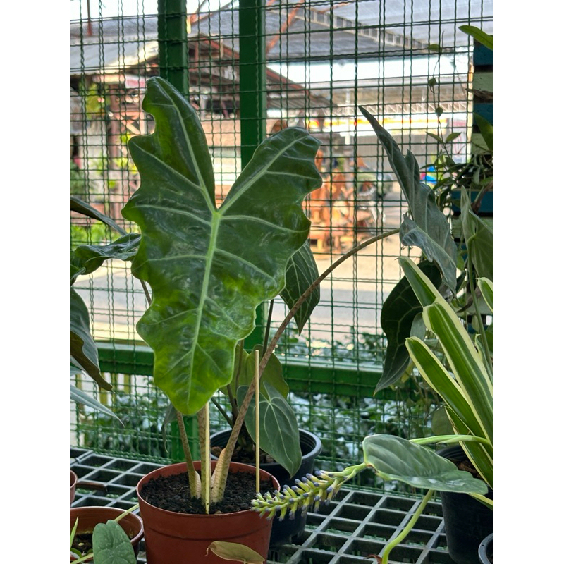 อโลคาเซีย ซาเรียน (หรือ อโลคาเซีย หูช้าง) Alocasia Sarian aka. Elephant's Ear ขนาด5-6นิ้ว30-60cm