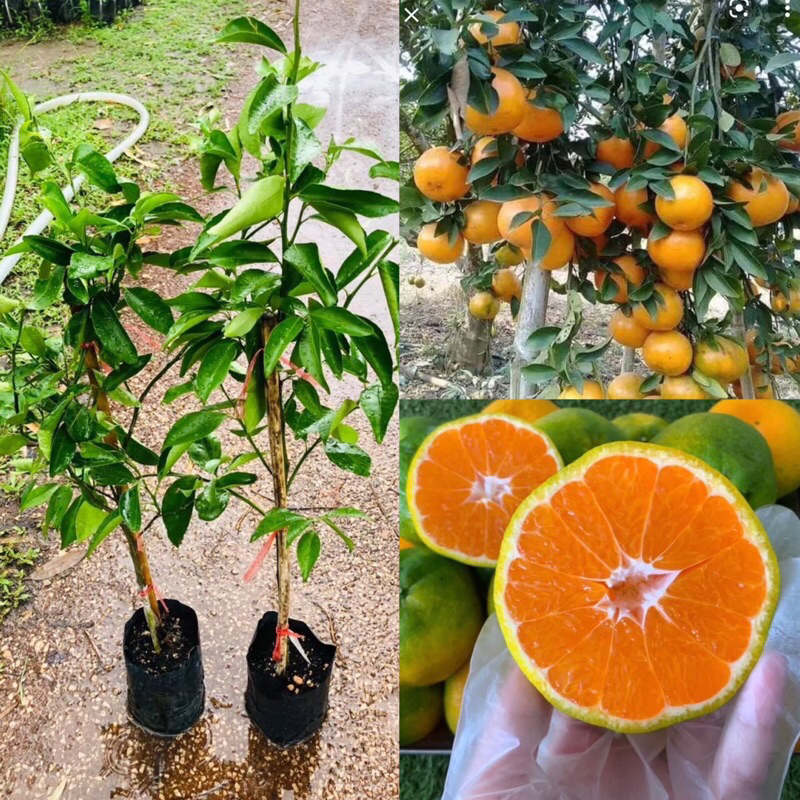 ต้นส้มเขียวหวานโชกุนพันธุ์เตี้ย  เสียบยอด 1ปีติดผล ขนาดต้น 70-80 ซม.