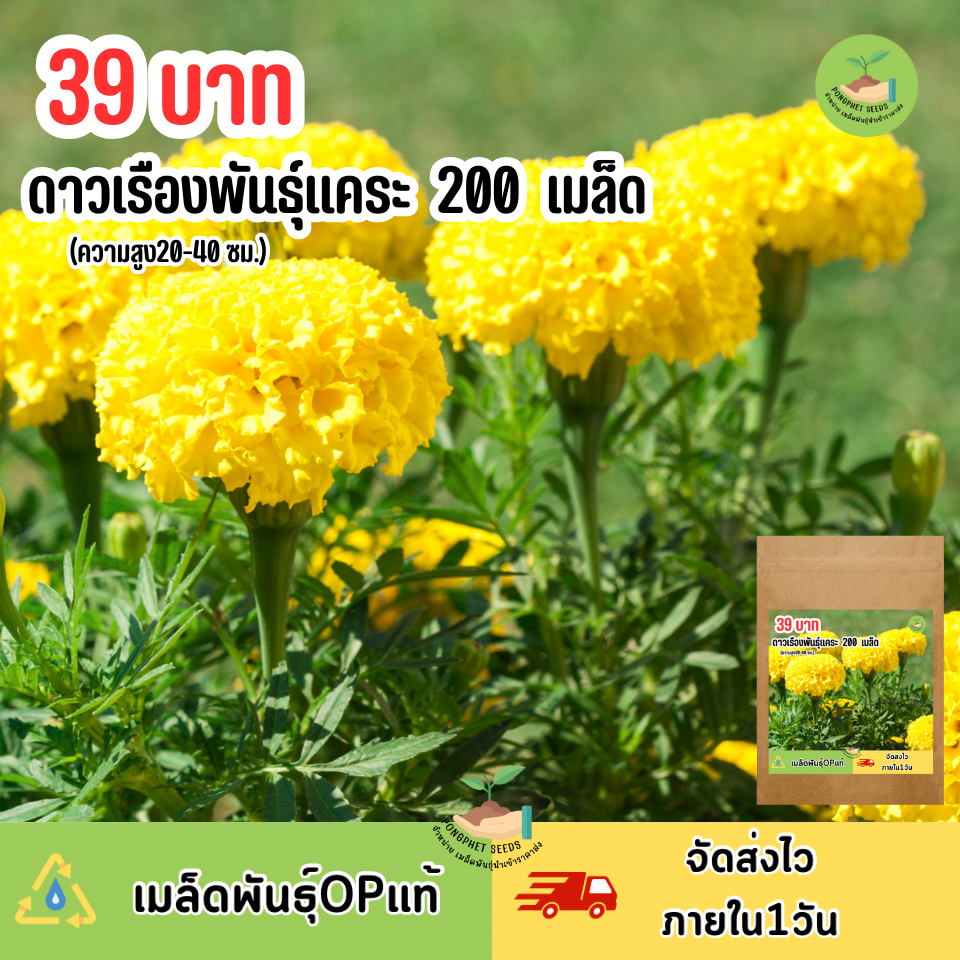 เมล็ดพันธุ์ดอกดาวเรืองแคระสีเหลือง 200เมล็ด