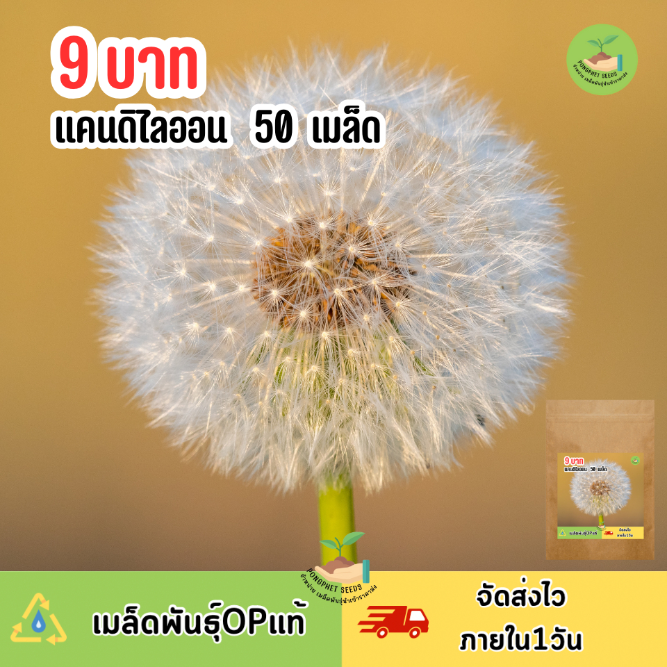 พิเศษ 9 บาท ดอกแคนดิไลออน 50 เมล็ด
