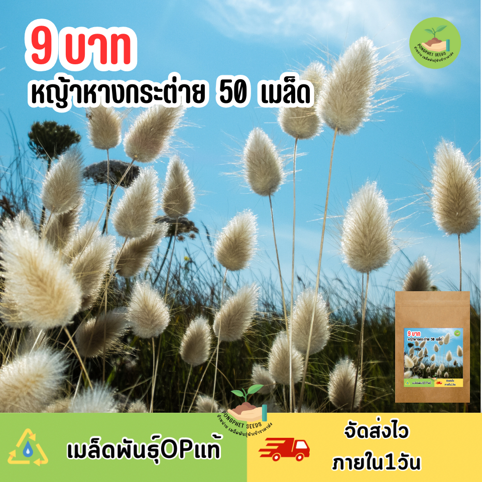 พิเศษ 9 บาท หญ้าหางกระต่าย 50 เมล็ด