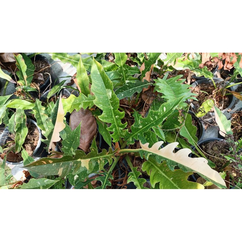 Philodendron ring of fire variegated