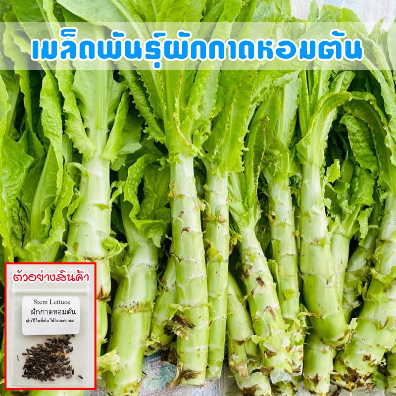 เมล็ดพันธุ์ ผักกาดหอมต้น ผักโอซุ่น Stem lettuce ปลูกง่าย โตเร็ว 90- 200 เมล็ด (ซื้อ 10 แถม 1 คละได้)