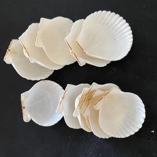 หอยเชลล์สีขาวขนาดเล็ก 50g MINI SCALLOP SHELL สำหรับตกแต่งบ้าน ตกแต่งตู้ปลา งานฝีมือจากเปลือกหอย