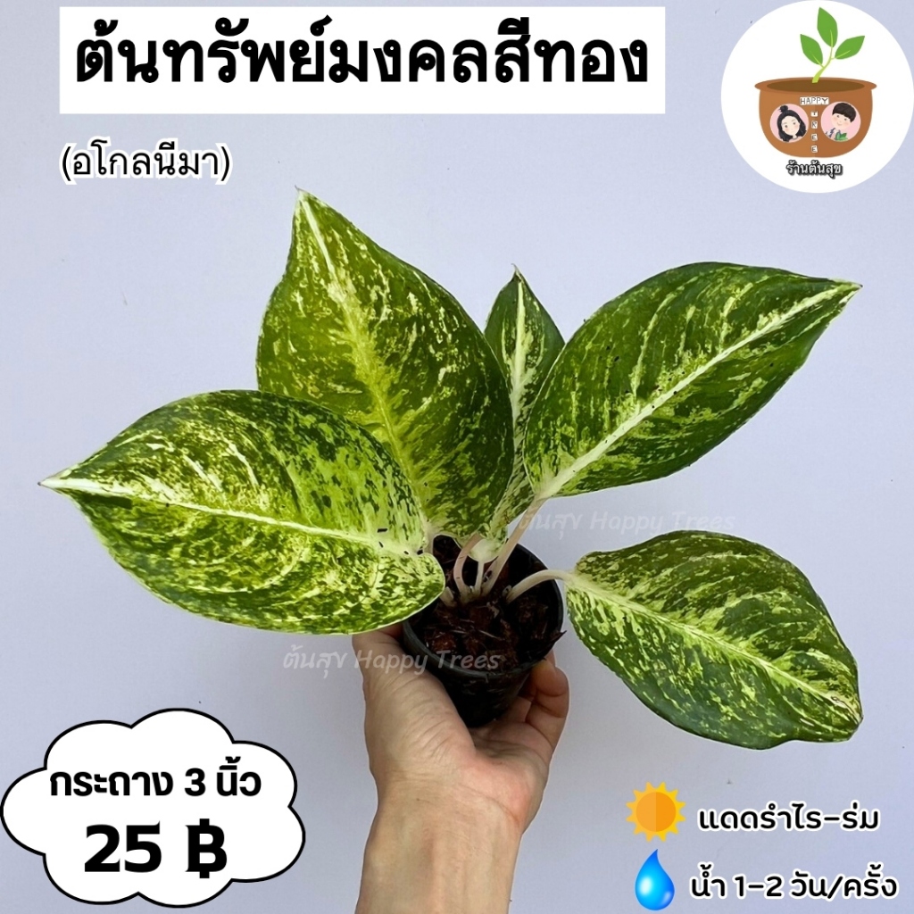 ต้นทรัพย์มงคลทอง จัดส่ง 2 ต้นขึ้นไป คละแบบได้