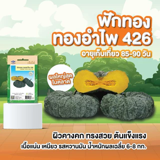 มีครบ! เมล็ดพันธุ์ ฟักทอง เจียไต๋ ทองอำไพ 426 346 ฟักทองญี่ปุ่น ทองอำพัน ทองสยาม สควอช บึงกาฬ