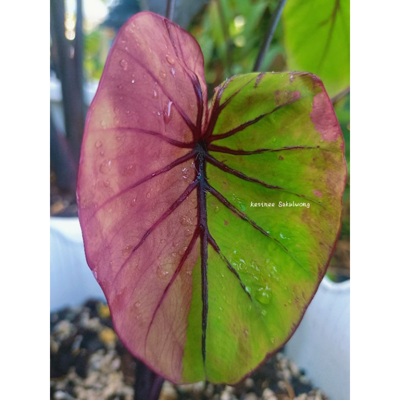 Colocasia Pharaoh's Mask Variegated Fuchsia Pink