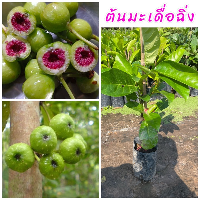 ต้นมะเดื่อฉิ่ง (กิ่งตอน) ผลดกมาก เนื้อกรอบ กินสดหรือปรุงอาหารอร่อย ขนาดต้น 60ซม.