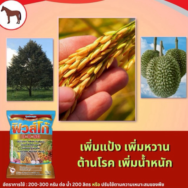 ปุ๋ยเกล็ด0-0-60 ละลายน้ำ100% 1กิโล เพิ่มแป้ง เพิ่มน้ำหนัก