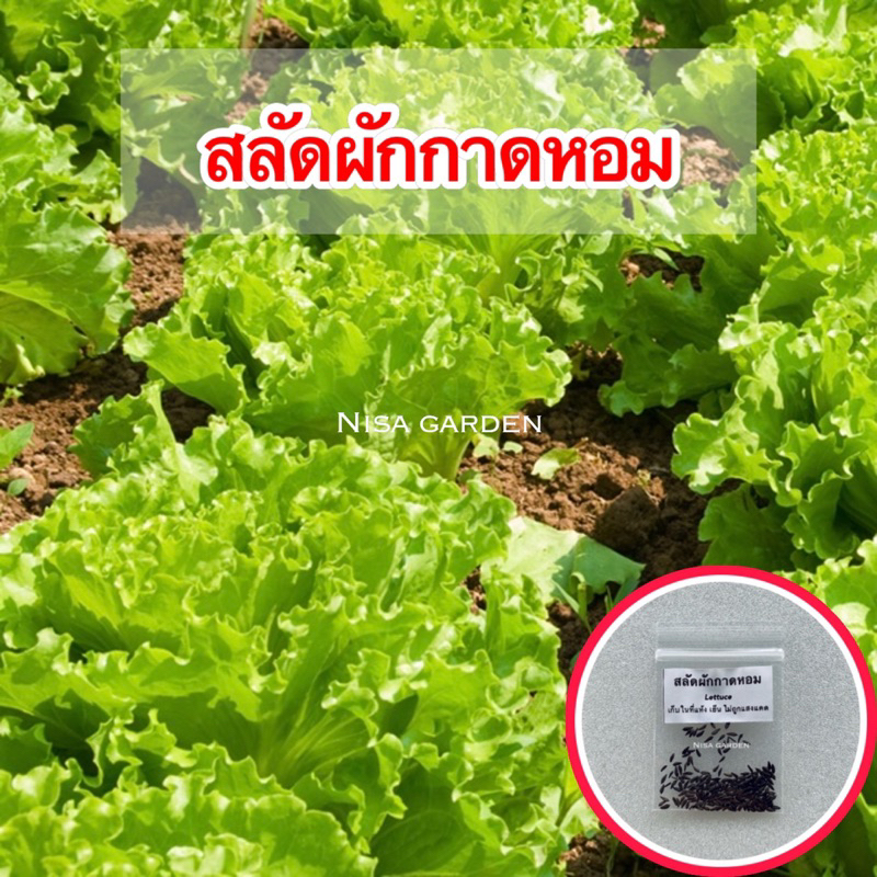 Nisa Garden เมล็ดพันธุ์ สลัด ผักกาดหอม 100 เมล็ด 🔥(ซื้อ 5 ฟรี 1 )🔥