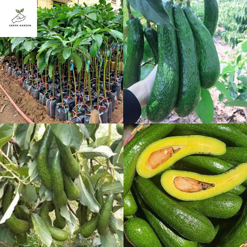 อะโวคาโด 034 ต้นอะโวคาโด 034 ต้นจากเมล็ด สูง 60-80 ซม. ปลูกง่าย ให้ผลผลิตสูง ข้าวสีทอง