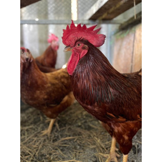 ไข่เชื้อ โร๊ดไอแลนด์ เร็ด Roah island red