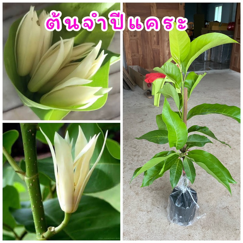 ต้นจำปี แคระ กิ่งตอน ดอกสีขาวนวลดอกมีกลิ่นหอม ออกดอกตลอดทั้งปีขนาดต้น 50ซม. ปลูก6-8เดือนติดดอก