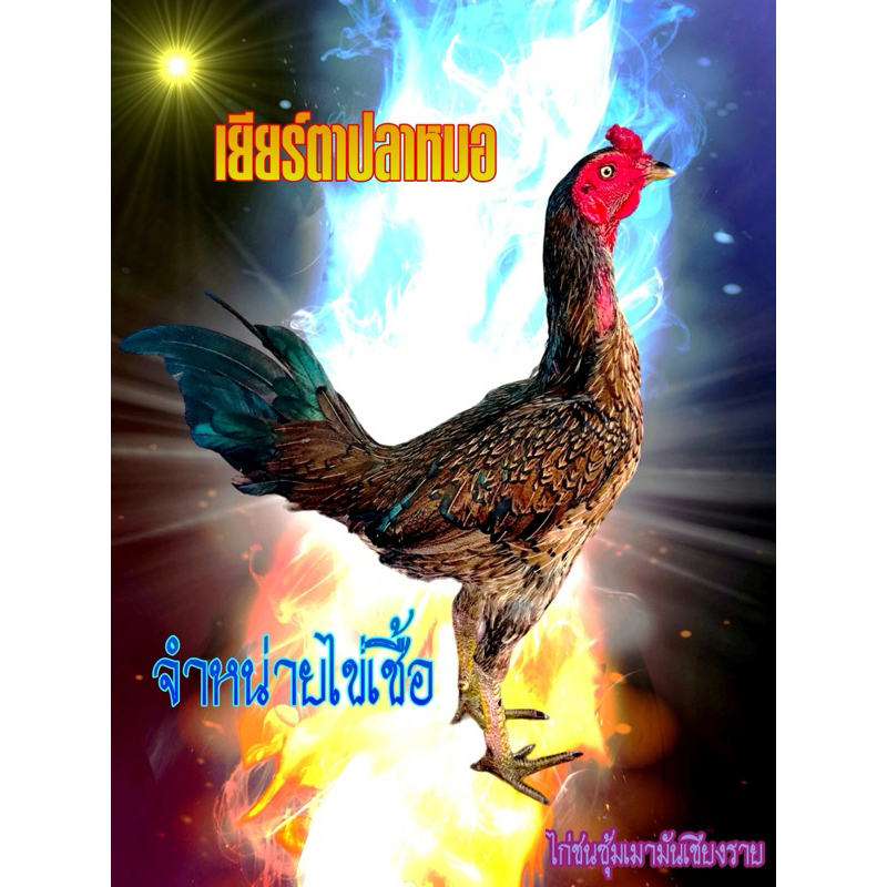 ไก่ชนพม่าสายเยียร์/ไข่เชื้อไก่ชน