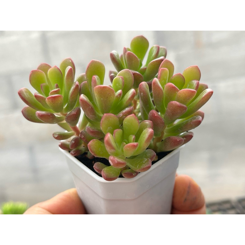 Sedum Joyce Tulloch ไม้อวบนำ้ น่ารักๆ กระถาง 2 นิ้ว
