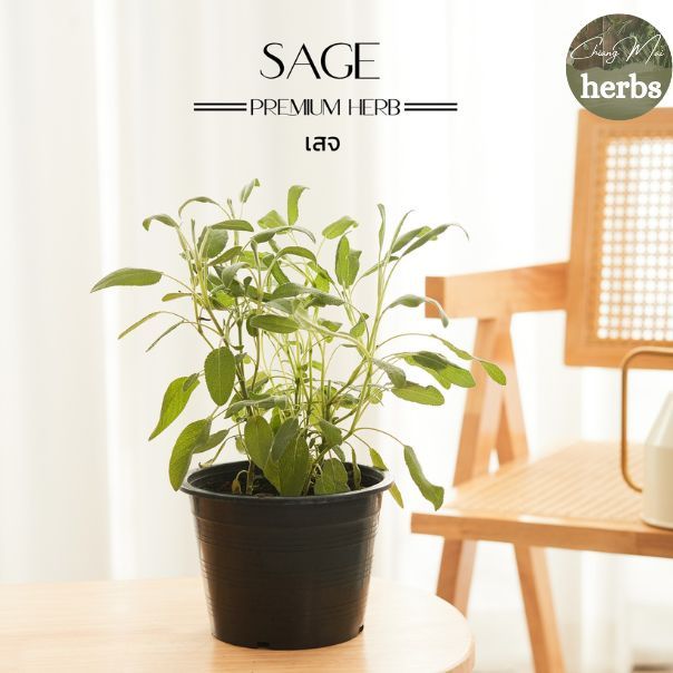 H25 เสจ - กลิ่นหอม (Sage) กระถาง 6 นิ้ว / สูง 20-30 ซม. / สมุนไพรฝรั่ง ดีต่อสุขภาพ - Herb (ต้นไม้)